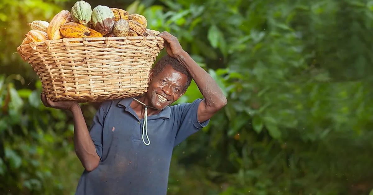 The Top Cocoa Producing Countries In The World