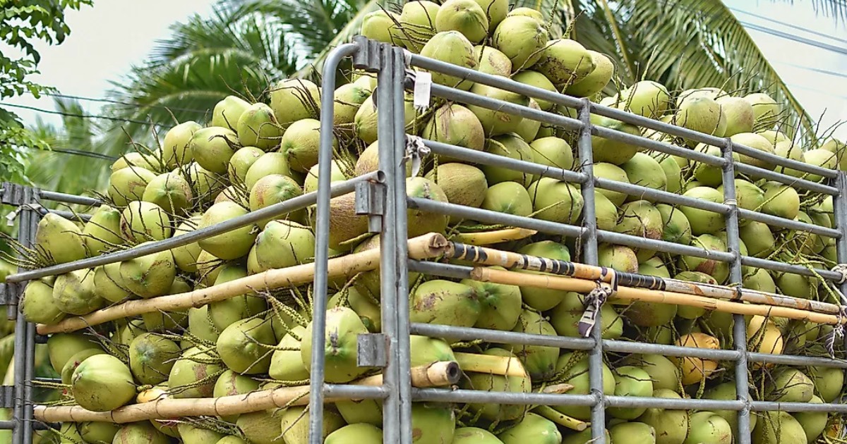 The World Leaders In Coconut Production